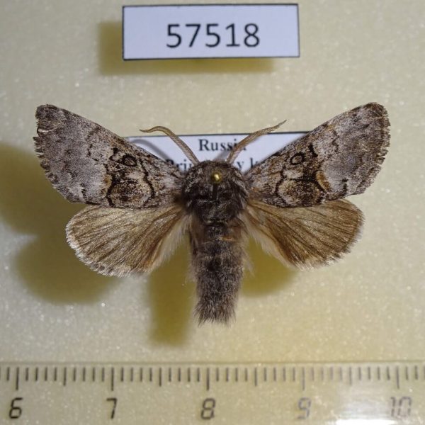 Noctuidae Colocasia mus Primorye