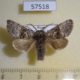 57518p Noctuidae Colocasia mus Primorye $4