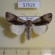57520p Noctuidae Acronicta alni Primorye $6
