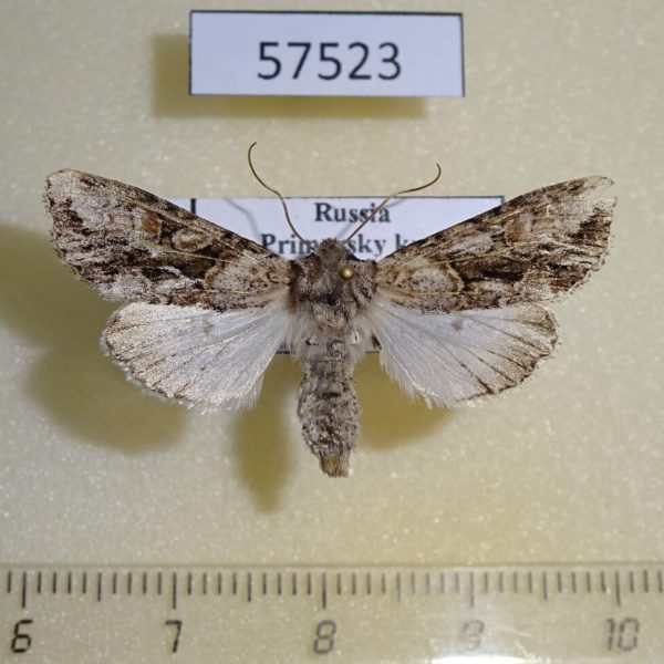 Noctuidae Xylopolia bellula f Primorye