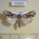 57523p Noctuidae Xylopolia bellula f Primorye $8