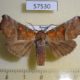 57530p Noctuidae Scoliopteryx libatrix Primorye $7
