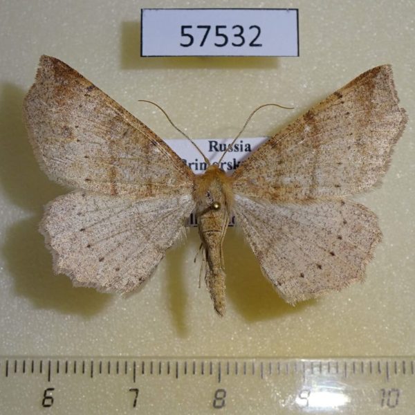 Geometridae Xerodes albonotaria Primorye
