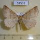 57532p Geometridae Xerodes albonotaria Primorye $4