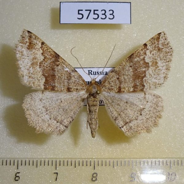 Geometridae Xerodes rufescentarius Primorye