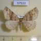 57533p Geometridae Xerodes rufescentarius Primorye $5