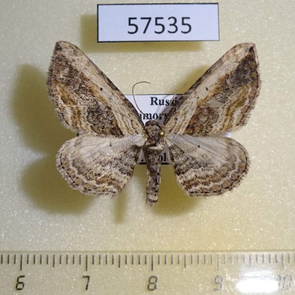 Geometridae Horisme vitalbata Primorye