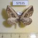 57535p Geometridae Horisme vitalbata Primorye $4