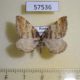 57536p Geometridae Earophila badiata Primorye $5