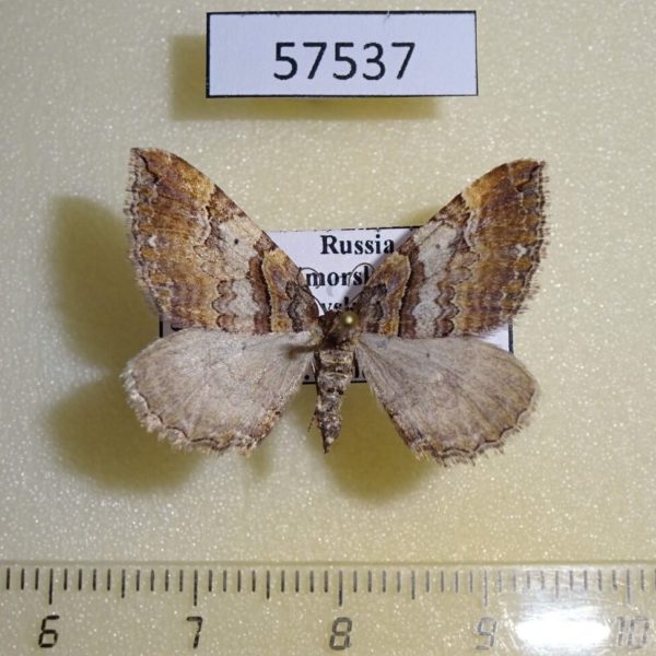 Geometridae Earophila badiata Primorye