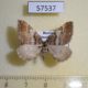 57537p Geometridae Earophila badiata Primorye $5