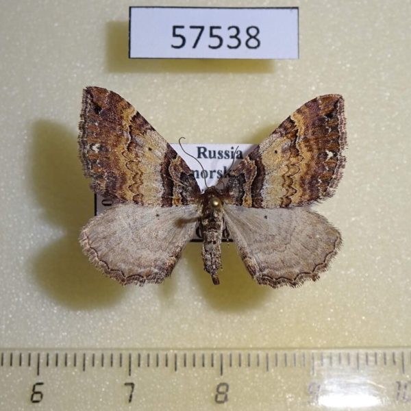 Geometridae Earophila badiata Primorye