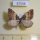 57538p Geometridae Earophila badiata Primorye $5