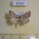 57543p Noctuidae Colobochyla salicalis Primorye $5