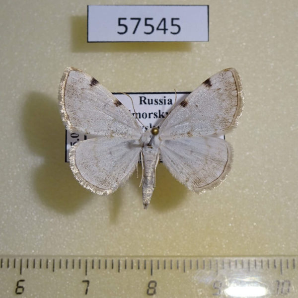 Geometridae Lomographa bimaculata Primorye
