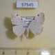 57545p Geometridae Lomographa bimaculata Primorye $4