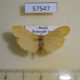 57547p Arctiidae Eilema sororcula Primoye $4