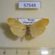 57548p Arctiidae Eilema sororcula Primoye $4