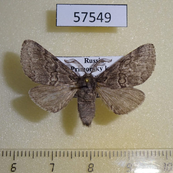 Notodontiidae Gluphysia crenata Primorye