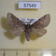 57549p Notodontiidae Gluphysia crenata Primorye $5