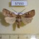 57550p Noctuidae Cerastis pallescens Primorye $5