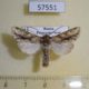 57551p Noctuidae Xylopolia bellula Primorye $7