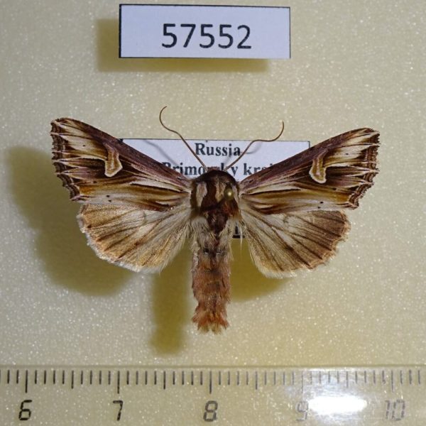 Noctuidae Actinotia polyodon Primorye