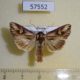 57552p Noctuidae Actinotia polyodon Primorye $5