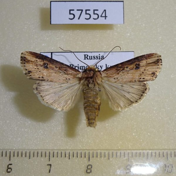 Noctuidae Axylia putris Primorye