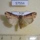 57554p Noctuidae Axylia putris Primorye $5