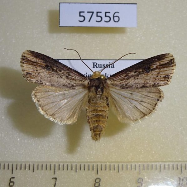 Noctuidae Axylia putris Primorye
