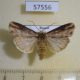 57556p Noctuidae Axylia putris Primorye $5
