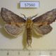 57560p Notodontiidae Pterostoma griseum Primorye $6