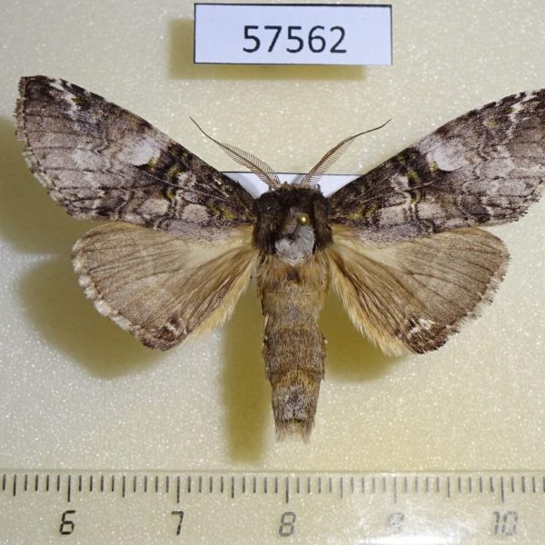 Notodontiidae Ellida viridimixta Primorye