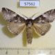 57562p Notodontiidae Ellida viridimixta Primorye $5