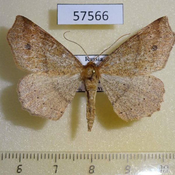 Geometridae Xerodes albonotaria Primorye