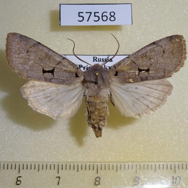 Noctuidae Orthosia carnipennis f Primorye