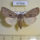 57568p Noctuidae Orthosia carnipennis f Primorye $5