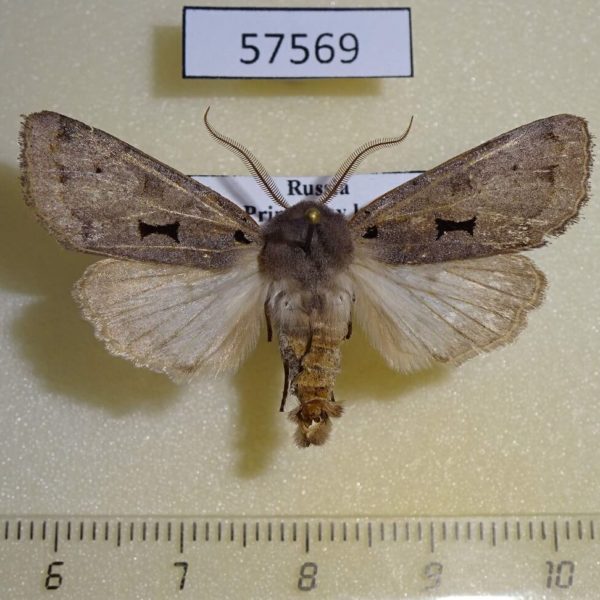 Noctuidae Orthosia carnipennis Primorye