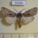 57569p Noctuidae Orthosia carnipennis Primorye $5