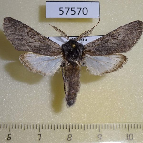 Notodontiidae Dicranura tsvetaevi Primorye