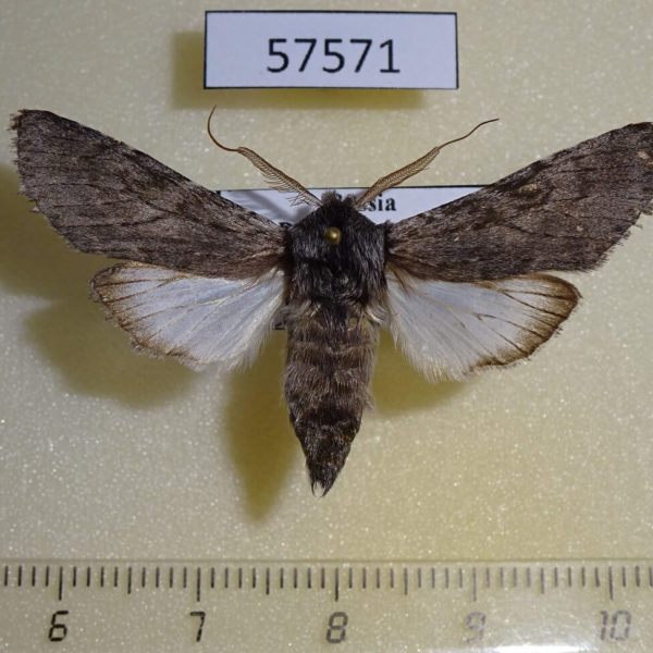 Notodontiidae Dicranura tsvetaevi Primorye