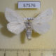 57576p Notodontiidae Leucodonta bicoloria Primorye $5