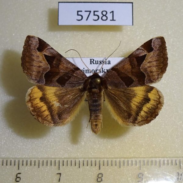 Noctuidae Euclidia dentata Primorye