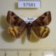 57581p Noctuidae Euclidia dentata Primorye $6