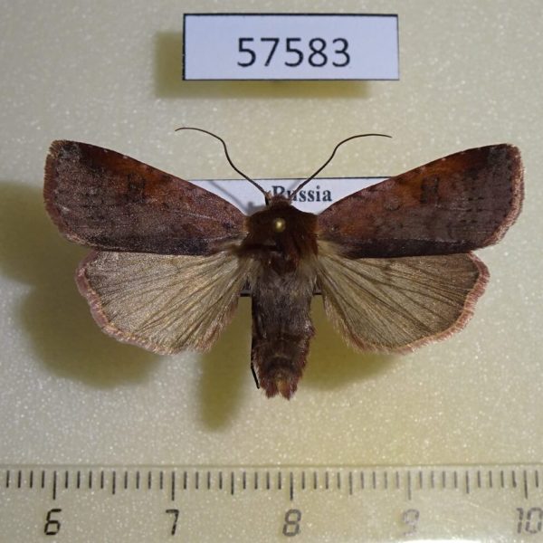 Noctuidae Diarsia ruficauda Primorye