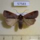 57583p Noctuidae Diarsia ruficauda Primorye $5