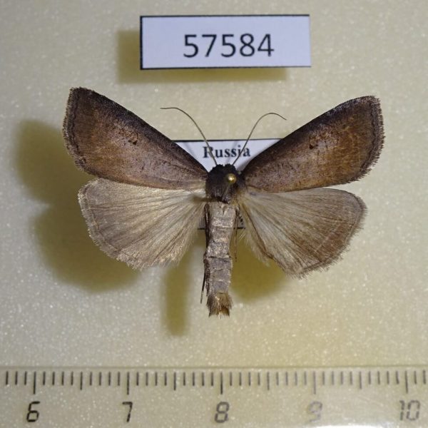 Noctuidae Lygephila procax Primorye