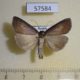 57584p Noctuidae Lygephila procax Primorye $5