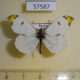 57587p Pieridae Paramidea scolymnus Primorye $6